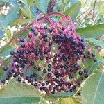 Sambucus nigra Fruit