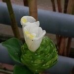 Costus afer പുഷ്പം