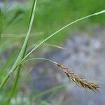 Carex ferruginea Bark