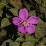 Heterotis rotundifolia Blüte