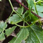 Clematis alpina Ekosanga
