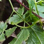 Clematis alpina Bark