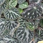 Begonia imperialis Hoja