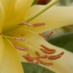 Rhododendron gardenia Flower