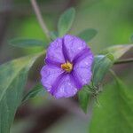 Lycianthes lycioides Flower