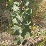 Asclepias arenaria Habit