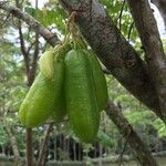 Averrhoa bilimbi Fruit