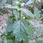 Viburnum tinusFuelha