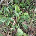 Rumex pulcher Leaf