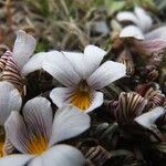 Viola pygmaea Lorea