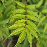 Sorbaria sorbifolia Blad