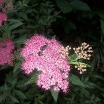 Spiraea japonicaЦветок