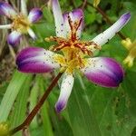 Tricyrtis lasiocarpa Flor