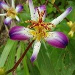 Tricyrtis lasiocarpa