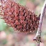 Betula lenta Fruitua