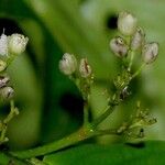 Casearia corymbosa Frukt