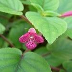 Kohleria amabilis 花