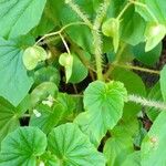 Begonia hirtella 花