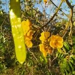 Senna rugosa Fruit