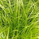 Carex umbrosa पत्ता