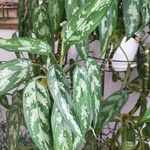 Aglaonema marantifolium Folha