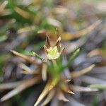 Oxychloe andina Other