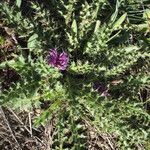 Cirsium acaulon Hábito