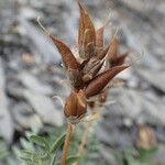 Oxytropis campestris Ffrwyth