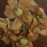 Dombeya rotundifolia Kvet