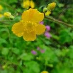 Ranunculus lanuginosusFlower