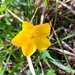 Ranunculus montanus Blüte