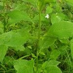 Mimulus alatus Blatt