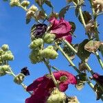 Alcea rosea Plod