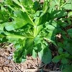 Valeriana locustaFeuille