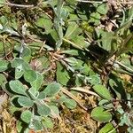 Antennaria dioica Leaf