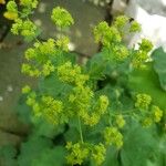 Alchemilla xanthochloraKvět