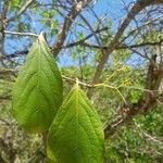 Cordia collococca Лист