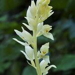 Cephalanthera austiniae Flower