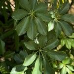 Heptapleurum actinophyllum 葉