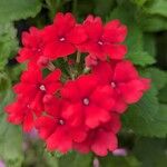 Verbena peruviana Λουλούδι