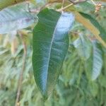 Harungana madagascariensis Hoja