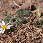 Anacyclus pyrethrum Flor