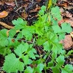 Sisymbrium erysimoides Leaf