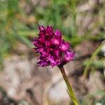 Gymnadenia × heufleri