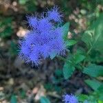 Conoclinium coelestinum Flower