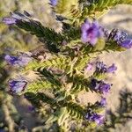 Echium gaditanumBlüte