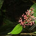 Miconia ligulata Blomma