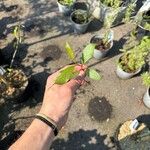 Catha edulis Συνήθη χαρακτηριστικά