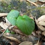Impatiens scapiflora Hoja