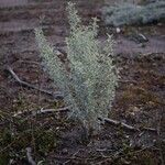 Atriplex lampa Hábito